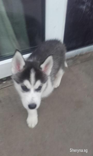 Lovely Siberian Husky Puppies Pets For Sale In Singapore Sheryna Sg Mobile 169568